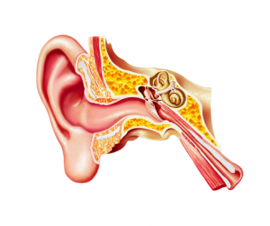 Inner Ear